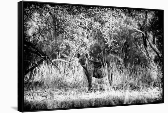 Awesome South Africa Collection B&W - Brown Hyena-Philippe Hugonnard-Framed Stretched Canvas