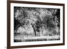 Awesome South Africa Collection B&W - Brown Hyena-Philippe Hugonnard-Framed Photographic Print