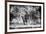 Awesome South Africa Collection B&W - Brown Hyena-Philippe Hugonnard-Framed Photographic Print