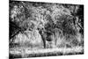 Awesome South Africa Collection B&W - Brown Hyena-Philippe Hugonnard-Mounted Photographic Print