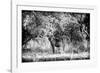 Awesome South Africa Collection B&W - Brown Hyena-Philippe Hugonnard-Framed Photographic Print