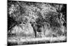 Awesome South Africa Collection B&W - Brown Hyena-Philippe Hugonnard-Mounted Photographic Print