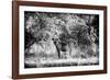 Awesome South Africa Collection B&W - Brown Hyena-Philippe Hugonnard-Framed Photographic Print