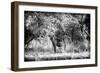 Awesome South Africa Collection B&W - Brown Hyena-Philippe Hugonnard-Framed Premium Photographic Print