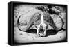 Awesome South Africa Collection B&W - Buffalo Skull in Savannah-Philippe Hugonnard-Framed Stretched Canvas