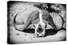 Awesome South Africa Collection B&W - Buffalo Skull in Savannah-Philippe Hugonnard-Stretched Canvas