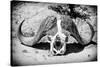 Awesome South Africa Collection B&W - Buffalo Skull in Savannah-Philippe Hugonnard-Stretched Canvas