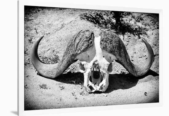 Awesome South Africa Collection B&W - Buffalo Skull in Savannah-Philippe Hugonnard-Framed Photographic Print