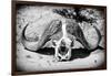 Awesome South Africa Collection B&W - Buffalo Skull in Savannah-Philippe Hugonnard-Framed Photographic Print