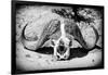 Awesome South Africa Collection B&W - Buffalo Skull in Savannah-Philippe Hugonnard-Framed Photographic Print