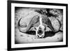 Awesome South Africa Collection B&W - Buffalo Skull in Savannah-Philippe Hugonnard-Framed Photographic Print