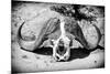 Awesome South Africa Collection B&W - Buffalo Skull in Savannah-Philippe Hugonnard-Mounted Photographic Print