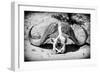 Awesome South Africa Collection B&W - Buffalo Skull in Savannah-Philippe Hugonnard-Framed Photographic Print