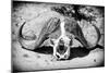 Awesome South Africa Collection B&W - Buffalo Skull in Savannah-Philippe Hugonnard-Mounted Photographic Print