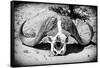 Awesome South Africa Collection B&W - Buffalo Skull in Savannah-Philippe Hugonnard-Framed Stretched Canvas