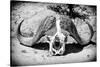 Awesome South Africa Collection B&W - Buffalo Skull in Savannah-Philippe Hugonnard-Stretched Canvas