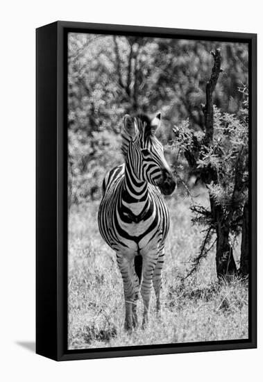 Awesome South Africa Collection B&W - Burchell's Zebra I-Philippe Hugonnard-Framed Stretched Canvas