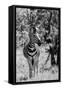 Awesome South Africa Collection B&W - Burchell's Zebra I-Philippe Hugonnard-Framed Stretched Canvas