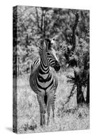 Awesome South Africa Collection B&W - Burchell's Zebra I-Philippe Hugonnard-Stretched Canvas