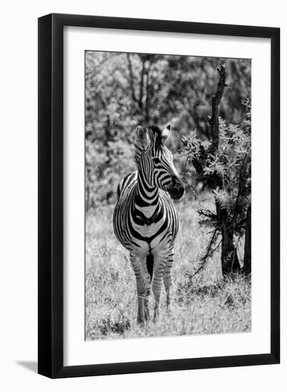 Awesome South Africa Collection B&W - Burchell's Zebra I-Philippe Hugonnard-Framed Photographic Print