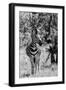 Awesome South Africa Collection B&W - Burchell's Zebra I-Philippe Hugonnard-Framed Photographic Print