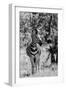 Awesome South Africa Collection B&W - Burchell's Zebra I-Philippe Hugonnard-Framed Photographic Print