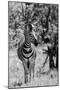 Awesome South Africa Collection B&W - Burchell's Zebra I-Philippe Hugonnard-Mounted Photographic Print