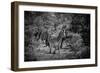 Awesome South Africa Collection B&W - Burchell's Zebra II-Philippe Hugonnard-Framed Photographic Print