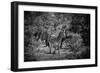 Awesome South Africa Collection B&W - Burchell's Zebra II-Philippe Hugonnard-Framed Photographic Print