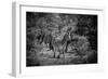 Awesome South Africa Collection B&W - Burchell's Zebra II-Philippe Hugonnard-Framed Photographic Print