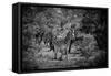 Awesome South Africa Collection B&W - Burchell's Zebra II-Philippe Hugonnard-Framed Stretched Canvas