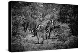 Awesome South Africa Collection B&W - Burchell's Zebra II-Philippe Hugonnard-Stretched Canvas
