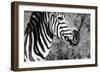 Awesome South Africa Collection B&W - Burchell's Zebra II-Philippe Hugonnard-Framed Photographic Print