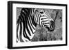 Awesome South Africa Collection B&W - Burchell's Zebra II-Philippe Hugonnard-Framed Photographic Print