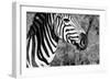 Awesome South Africa Collection B&W - Burchell's Zebra II-Philippe Hugonnard-Framed Photographic Print