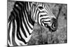 Awesome South Africa Collection B&W - Burchell's Zebra II-Philippe Hugonnard-Mounted Photographic Print
