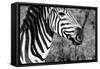 Awesome South Africa Collection B&W - Burchell's Zebra II-Philippe Hugonnard-Framed Stretched Canvas