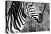 Awesome South Africa Collection B&W - Burchell's Zebra II-Philippe Hugonnard-Stretched Canvas