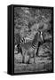 Awesome South Africa Collection B&W - Burchell's Zebra III-Philippe Hugonnard-Framed Stretched Canvas