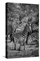 Awesome South Africa Collection B&W - Burchell's Zebra III-Philippe Hugonnard-Stretched Canvas