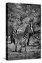 Awesome South Africa Collection B&W - Burchell's Zebra III-Philippe Hugonnard-Stretched Canvas