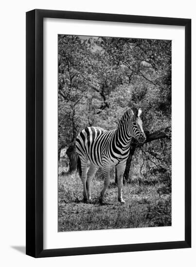 Awesome South Africa Collection B&W - Burchell's Zebra III-Philippe Hugonnard-Framed Photographic Print