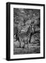 Awesome South Africa Collection B&W - Burchell's Zebra III-Philippe Hugonnard-Framed Photographic Print