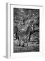 Awesome South Africa Collection B&W - Burchell's Zebra III-Philippe Hugonnard-Framed Photographic Print