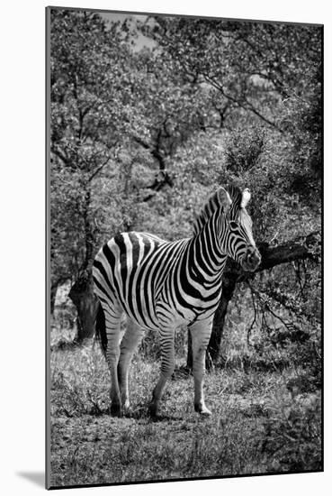 Awesome South Africa Collection B&W - Burchell's Zebra III-Philippe Hugonnard-Mounted Photographic Print