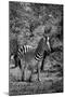 Awesome South Africa Collection B&W - Burchell's Zebra III-Philippe Hugonnard-Mounted Photographic Print