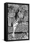 Awesome South Africa Collection B&W - Burchell's Zebra Portrait I-Philippe Hugonnard-Framed Stretched Canvas