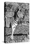 Awesome South Africa Collection B&W - Burchell's Zebra Portrait I-Philippe Hugonnard-Stretched Canvas