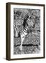 Awesome South Africa Collection B&W - Burchell's Zebra Portrait I-Philippe Hugonnard-Framed Photographic Print