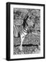 Awesome South Africa Collection B&W - Burchell's Zebra Portrait I-Philippe Hugonnard-Framed Photographic Print